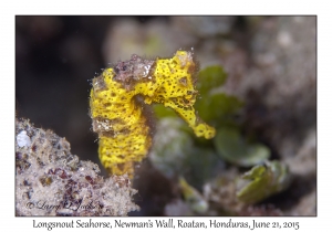 Longsnout Seahorse