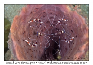 Banded Coral Shrimp