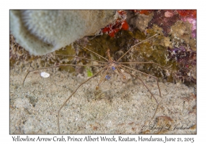 Yellowline Arrow Crab