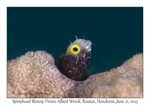 Spinyhead Blenny