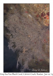 Gray Sea Fan Black Coral