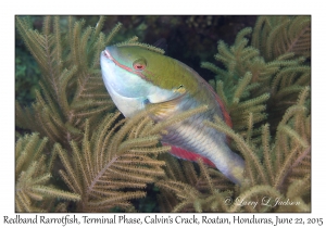 Redband Parrotfish