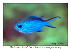 Blue Chromis