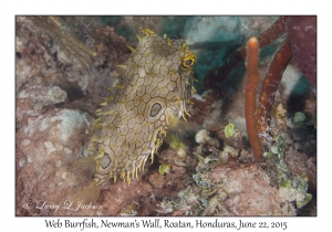 Web Burrfish