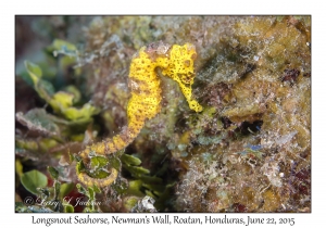 Longsnout Seahorse