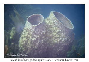 Giant Barrel Sponge