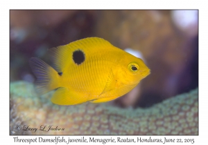 Threespot Damselfish