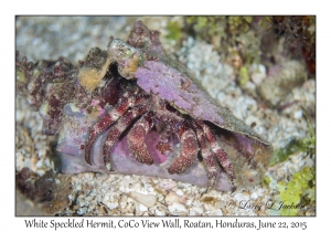 White Speckled Hermit Crab