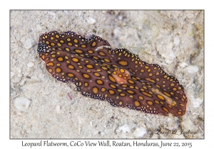 Leopard Flatworm