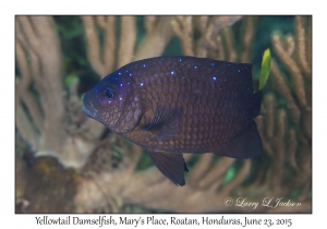 Yellowtail Damselfish