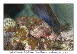 Spotted Scorpionfish