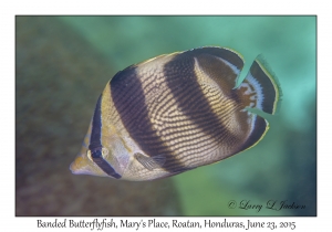 Banded Butterflyfish