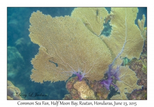 Common Sea Fan