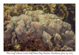 Thin Leaf Lettuce Coral