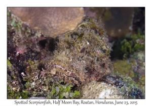 Spotted Scorpionfish