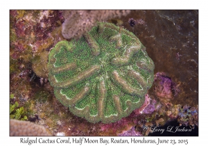 Ridged Cactus Coral