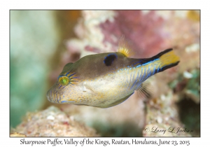 Sharpnose Puffer