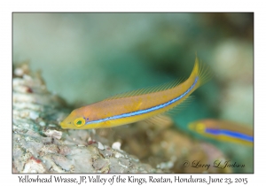 Yellowhead Wrasse