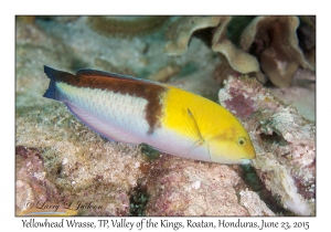 Yellowhead Wrasse