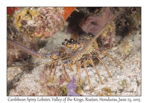 Caribbean Spiny Lobster