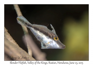 Slender Filefish