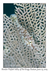 Slender Filefish