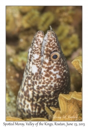 Spotted Moray