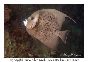 Gray Angelfish