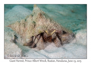 Giant Hermit Crab