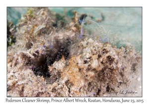 Pederson Cleaner Shrimp