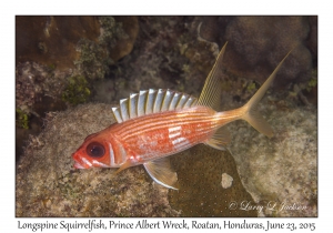 Longspine Squirrelfish