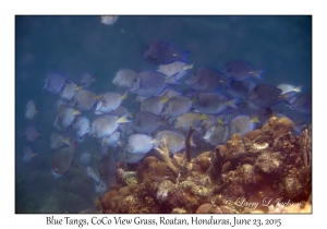 Blue Tangs