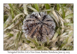 Variegated Urchin