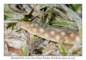 Sharptail Eel
