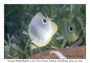 Foureye Butterflyfish