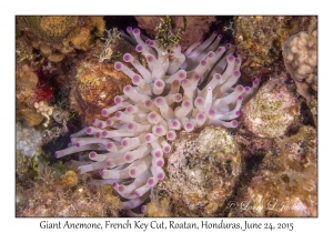 Giant Anemone