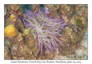 Giant Anemone