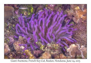 Giant Anemone