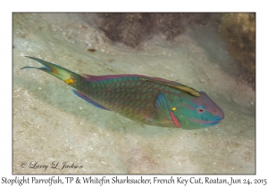 Stoplight Parrotfish & Whitefin Sharksucker