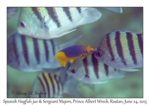 Juvenile Spanish Hogfish & Sergeant Majors