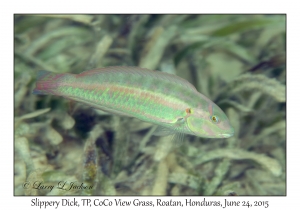 Slippery Dick