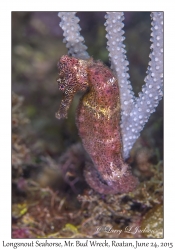 Longsnout Seahorse