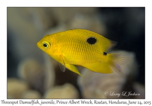 Threespot Damselfish