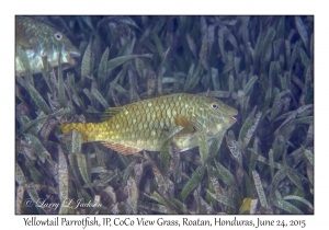 Yellowtail Parrotfish