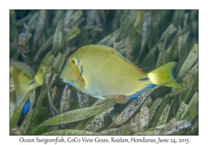 Ocean Surgeonfish