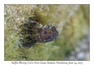 Sailfin Blenny