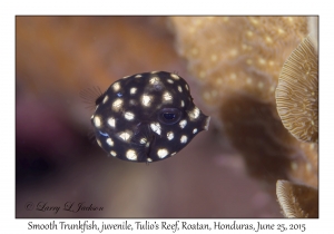 Smooth Trunkfish