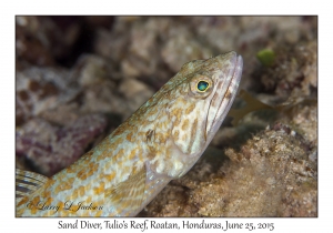 Sand Diver