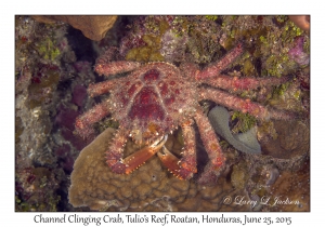 Channel Clinging Crab