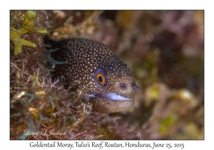 Goldentail Moray